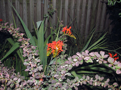 Barberry and Lucifer Plant Bloom