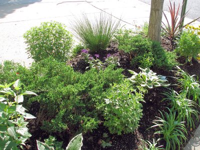 MB's Townhouse Garden