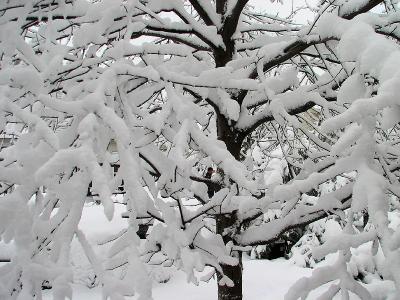 g3/04/582204/3/55981644.Sayerintree.jpg
