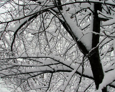 Tree behind a tree