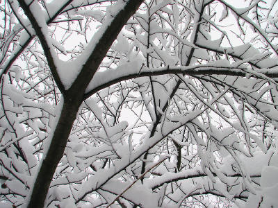 Side yard tree2