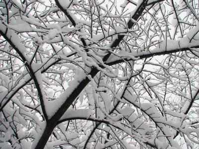 Side yard tree