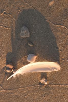 Feather on Gimli Beach