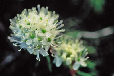 Tundra Flowers