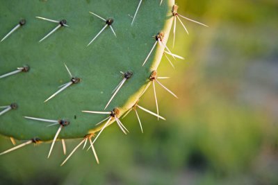 Prickly Pear