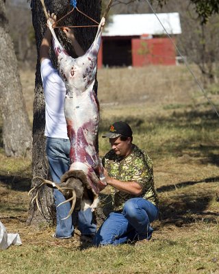 Whitehead Ranch, Texas
