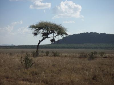 Safari