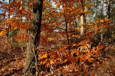 DSC_1735.jpg