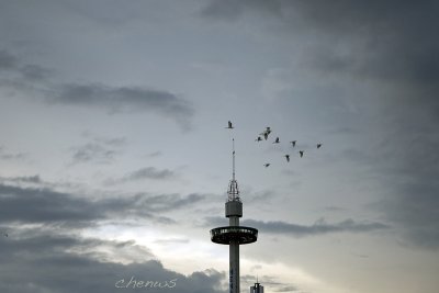 Egrets fly by the tower (7560)