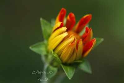 young zinnia (5992)