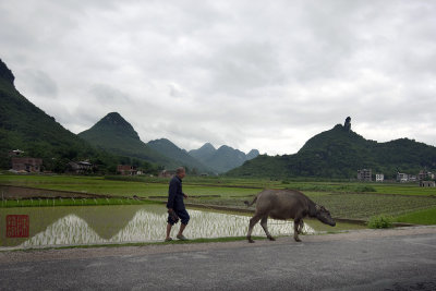 Farmer walking his buffalo on the road between Guilin and Xing Ping.