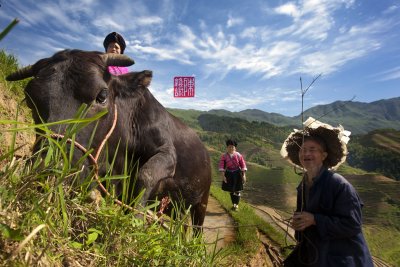 Farmer and buffalo (China)