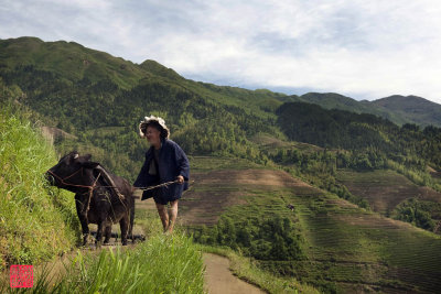 Farmer and bull on the terraced rice fields