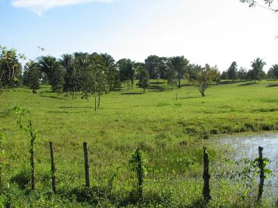 Ranching in Guatemala