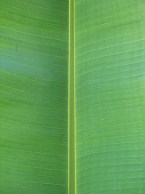 Banana Leaf