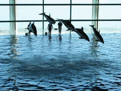 Dolphins at the Aquarium