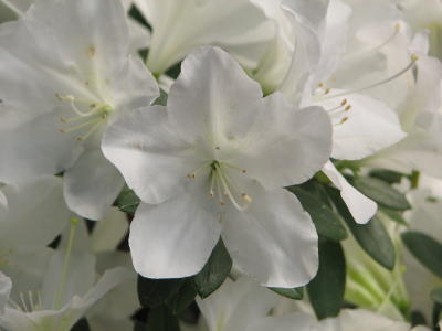 Rhodos at Lincoln Park Conservatory