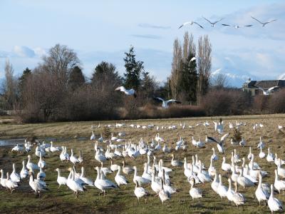 Snow geese