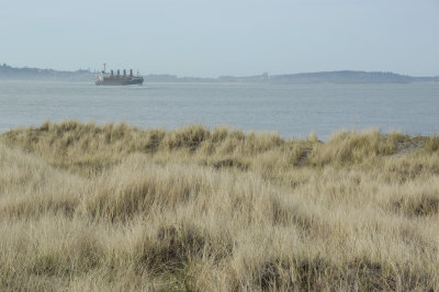 Grassy dunes