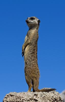 suricata