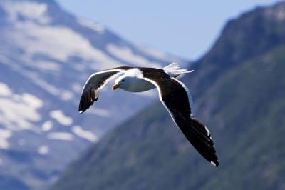 In Flight - En vuelo