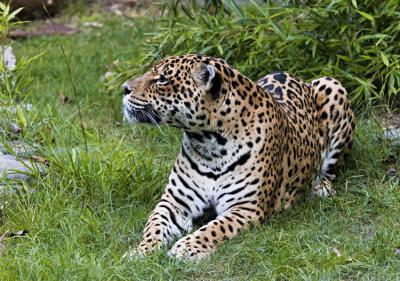 leopardo