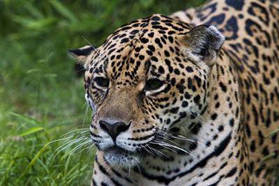 leopardo2