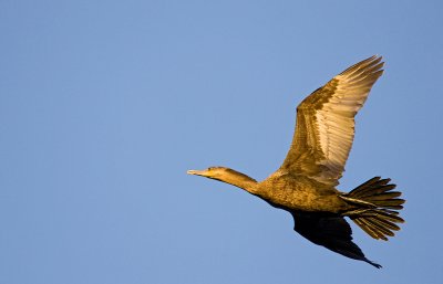bigua211007_3.jpg