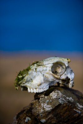 IMG_7016.JPG