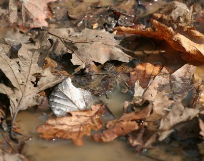 Leaves in a puddle.jpg
