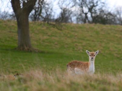 You looking at me deer.jpg