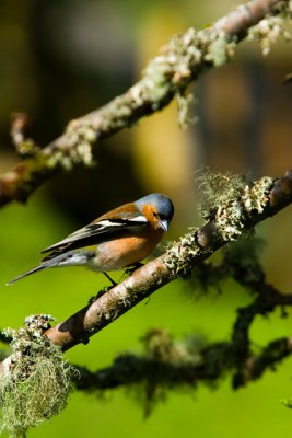 Birdy Numnums.jpg