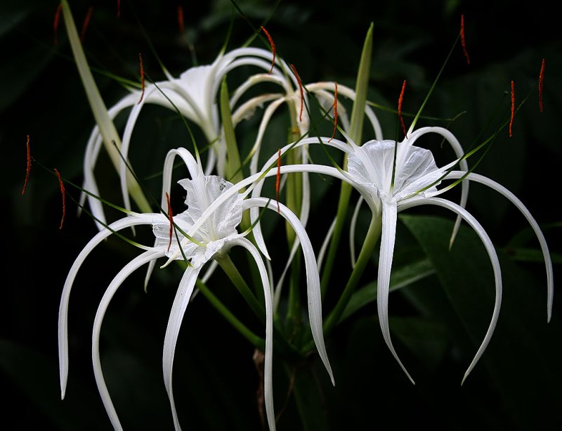 Spider Lily (Aug 05)