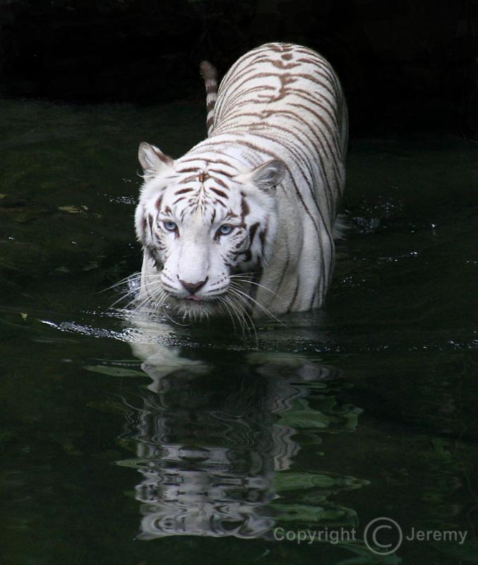 Bengal White Tiger (Oct 05)