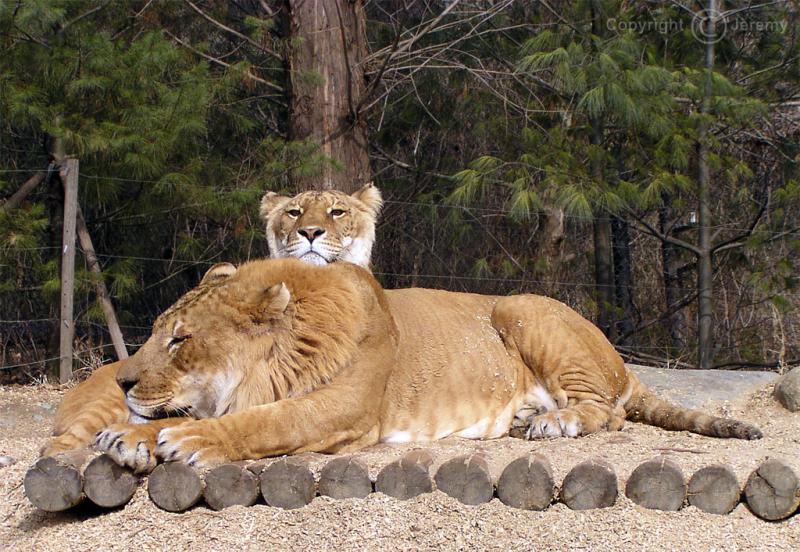 Ligers (Mar 05)