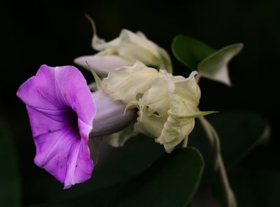 Flower (Feb 06)