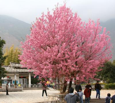 Cherry Blossom in Full Bloom (Dec 05)