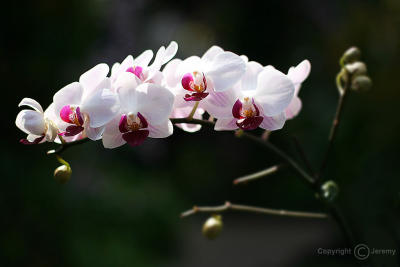 Orchids (Feb 06)