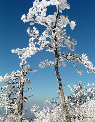 A Snow-Covered Tree (Mar 05)