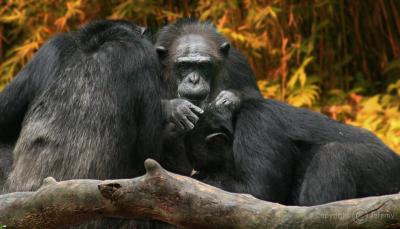 Scratching Each Other's Back, Chimpanzees (Apr 06)