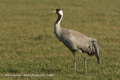 Common Crane - Kraanvogel