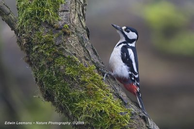 Great Spotted Woodpecker - Grote Bonte Specht