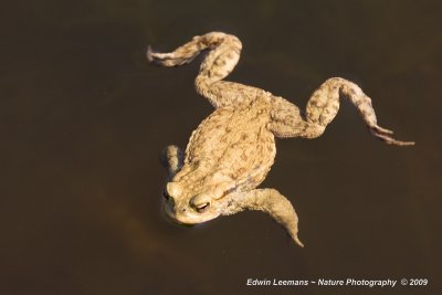 Common Toad - Pad