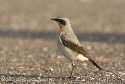 Wheatear - Tapuit