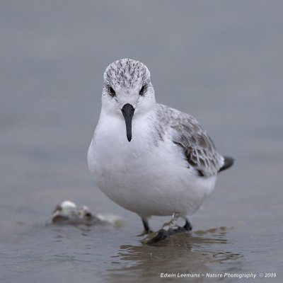 Sanderling - Drieteenstrandloper