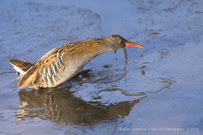 Waterral - Water Rail