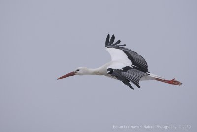 White Stork - Ooievaar