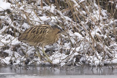 Bittern - Roerdomp