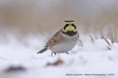 Shore Lark - Strandleeuwerik