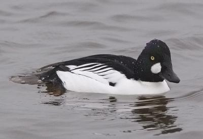 Common Goldeneye - Brilduiker